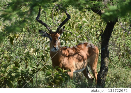 ケニアのサファリ ナクル湖国立公園で見られる野生動物インパラ ケニアのサファリ ナクル湖国立公園で見られる野生動物インパラ 133722672