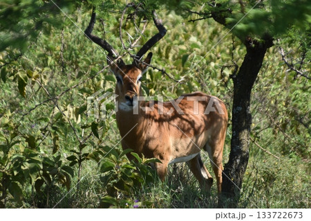 ケニアのサファリ ナクル湖国立公園で見られる野生動物インパラ ケニアのサファリ ナクル湖国立公園で見られる野生動物インパラ 133722673