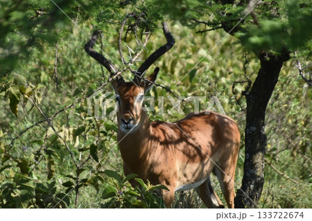 ケニアのサファリ ナクル湖国立公園で見られる野生動物インパラ ケニアのサファリ ナクル湖国立公園で見られる野生動物インパラ 133722674