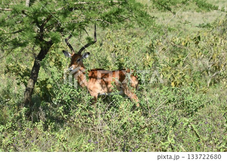 ケニアのサファリ ナクル湖国立公園で見られる野生動物インパラ ケニアのサファリ ナクル湖国立公園で見られる野生動物インパラ 133722680
