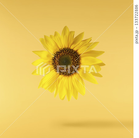 Fresh organic Sunflower falling in the air isolated . High resolution image Fresh organic Sunflower falling in the air isolated . High resolution image 133722886