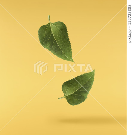 Fresh organic Sunflower falling in the air isolated . High resolution image Fresh organic Sunflower falling in the air isolated . High resolution image 133722888