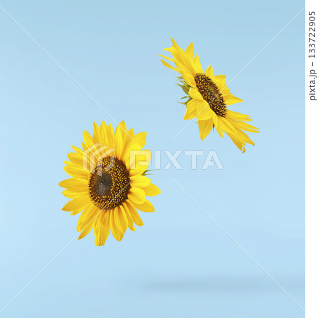 Fresh organic Sunflower falling in the air isolated . High resolution image Fresh organic Sunflower falling in the air isolated . High resolution image 133722905
