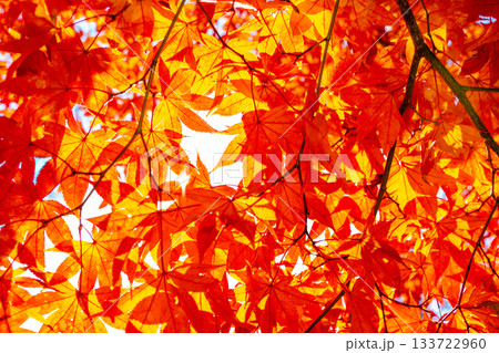 紅葉のある京都の風景 133722960