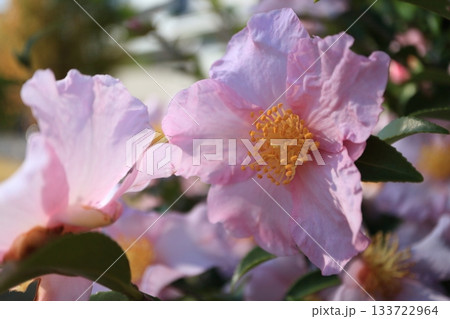 桃色のツバキの花 桃色のツバキの花 133722964