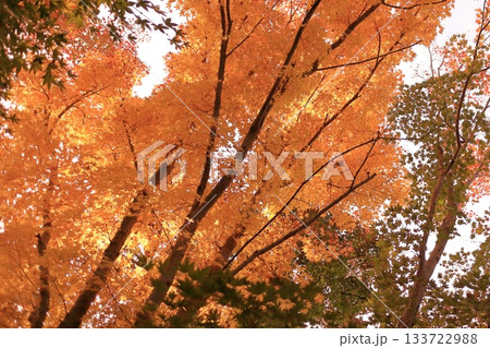 紅葉したモミジ 紅葉したモミジ 133722988