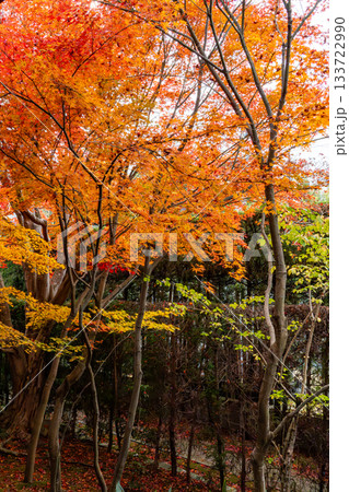 紅葉のある京都の風景 133722990