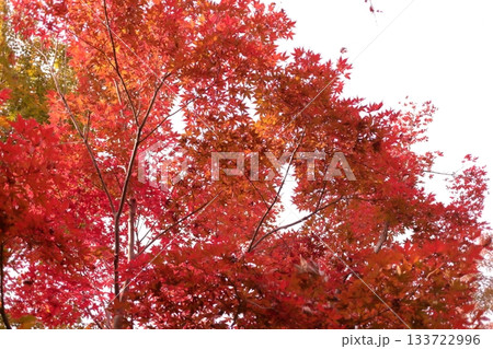 真っ赤に紅葉したモミジの木 真っ赤に紅葉したモミジの木 133722996