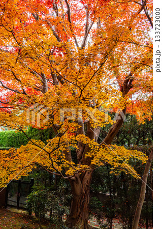 紅葉のある京都の風景 133723000