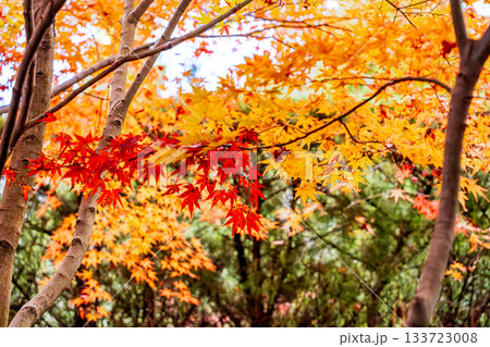 紅葉のある京都の風景 133723008