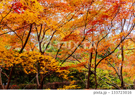 紅葉のある京都の風景 紅葉のある京都の風景 133723016