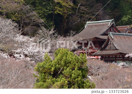 春の談山神社 拝殿と本殿 春の談山神社 拝殿と本殿 133723026