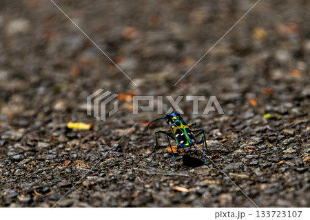 アスファルトの上を歩くハンミョウのマクロ写真 133723107