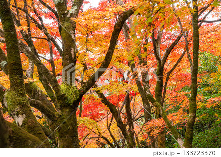 紅葉のある京都の風景 133723370
