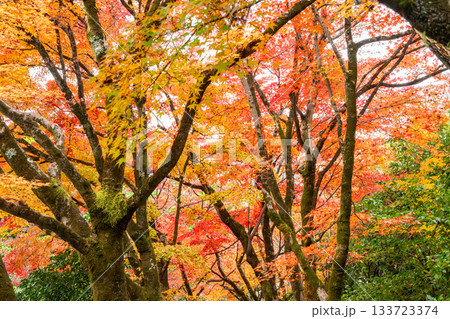 紅葉のある京都の風景 133723374