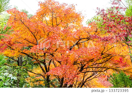 紅葉のある京都の風景 133723395