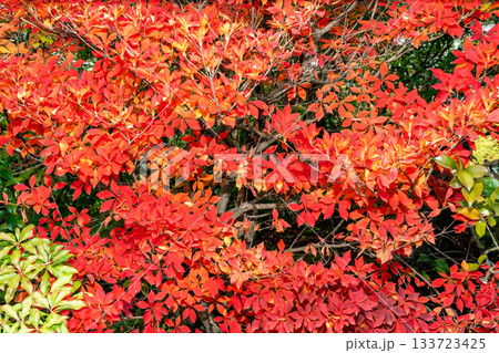 紅葉のある京都の風景 133723425