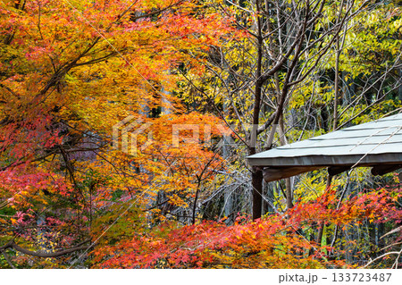 紅葉のある京都の風景 紅葉のある京都の風景 133723487