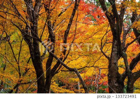 紅葉のある京都の風景 紅葉のある京都の風景 133723491