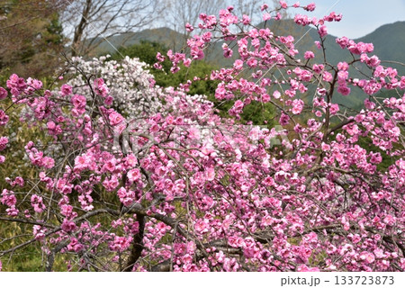 談山神社　多武峰の春 133723873