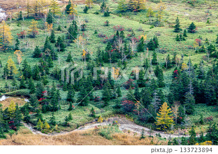 群馬 渋峠の秋の山肌と黄葉が始まった針葉樹・広葉樹の混在林 133723894