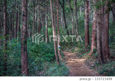 晩秋の里山を歩くハイキング道:埼玉県日高市・日和田山の針葉樹林 晩秋の里山を歩くハイキング道:埼玉県日高市・日和田山の針葉樹林 133723899