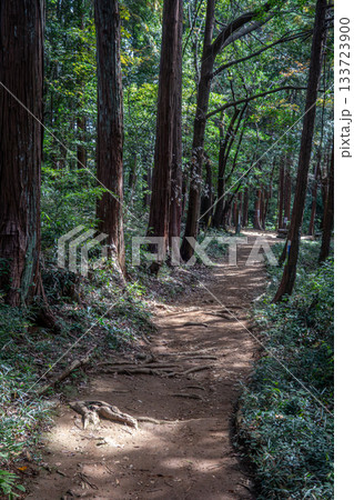 木漏れ日が差す秋の登山道：埼玉県日高市・日和田山の森の中のハイキング 133723900