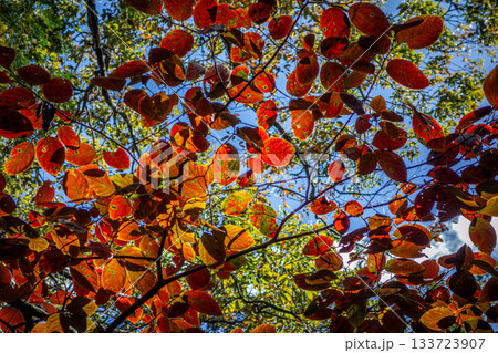 太陽の光を浴びて輝く真っ赤な紅葉:埼玉県日高市・日和田山のカエデの葉 太陽の光を浴びて輝く真っ赤な紅葉:埼玉県日高市・日和田山のカエデの葉 133723907