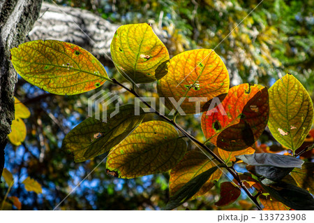 透過光で光る黄緑と赤のグラデーション:埼玉県日高市・日和田山の紅葉 透過光で光る黄緑と赤のグラデーション:埼玉県日高市・日和田山の紅葉 133723908