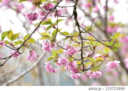 桜の花と若葉 133723990