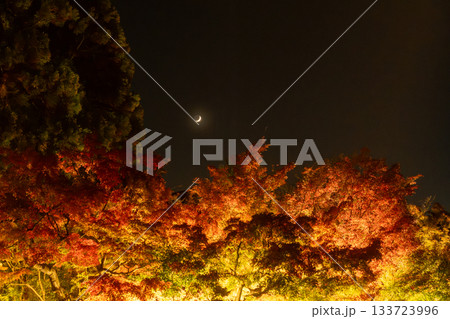 ライトアップされた京都の紅葉 ライトアップされた京都の紅葉 133723996