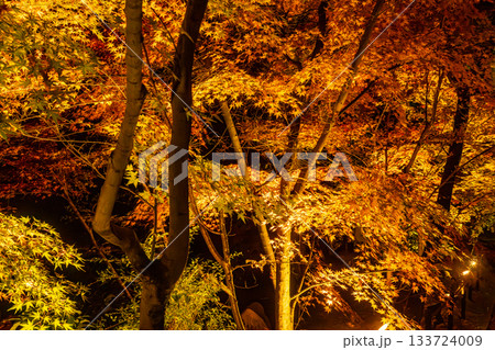 ライトアップされた京都の紅葉 ライトアップされた京都の紅葉 133724009