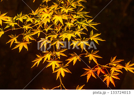 ライトアップされた京都の紅葉 133724013