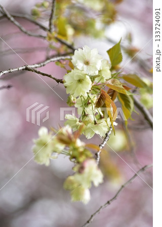 緑の桜の花 鬱金 緑の桜の花 鬱金 133724091
