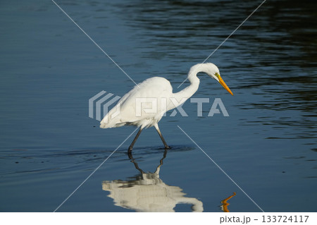 サギ サギ 133724117