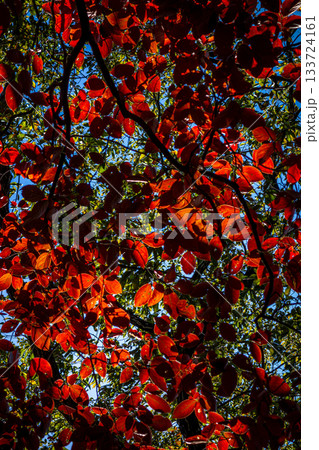 埼玉県日高市・日和田山の紅葉。赤く燃えるように色づいた葉 133724161
