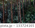 埼玉県日高市・日和田山の杉林の斜面。鬱蒼とした森の緑と光 133724165