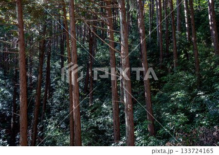 埼玉県日高市・日和田山の杉林の斜面。鬱蒼とした森の緑と光 133724165