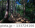 埼玉県日高市・日和田山の木の根道。杉林に光が差す登山道 133724166
