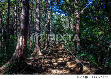 埼玉県日高市・日和田山の木の根道。杉林に光が差す登山道 埼玉県日高市・日和田山の木の根道。杉林に光が差す登山道 133724166