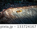埼玉県日高市・日和田山の伐採跡。切り株に落ちた紅葉の葉 133724167