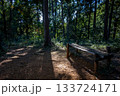 埼玉県日高市・日和田山の杉林の広場。森のベンチと光 133724171