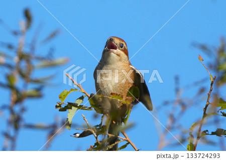 モズ モズ 133724293