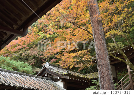 秋の永観堂禅林寺 御影堂から臨む三鈷の松と臥龍廊(京都市左京区) 秋の永観堂禅林寺 御影堂から臨む三鈷の松と臥龍廊(京都市左京区) 133724315