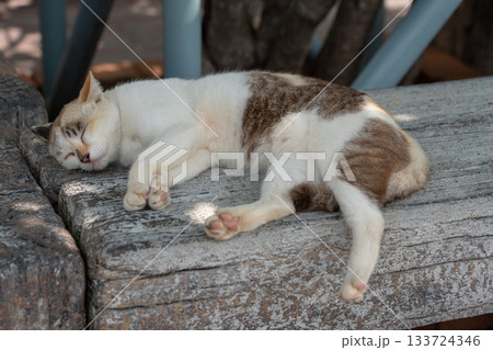 昼寝する野良猫 133724346