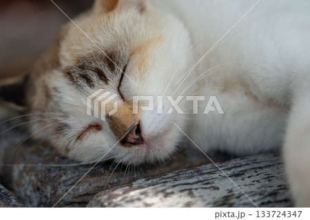 昼寝する野良猫 133724347