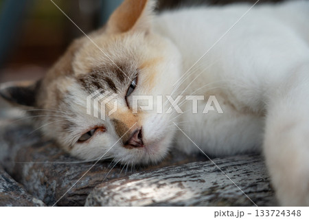 昼寝する野良猫 133724348
