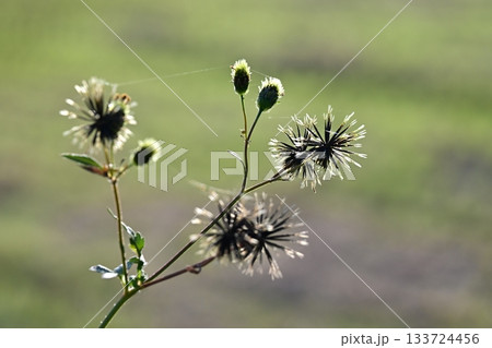 コセンダングサ／ひっつき虫(genus Bidens)　荒地　売地 133724456
