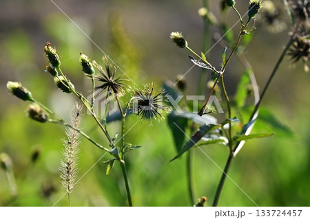 コセンダングサ/ひっつき虫(genus Bidens) 荒地 売地 コセンダングサ/ひっつき虫(genus Bidens) 荒地 売地 133724457