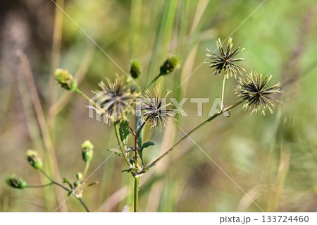 コセンダングサ/ひっつき虫(genus Bidens) 荒地 売地 コセンダングサ/ひっつき虫(genus Bidens) 荒地 売地 133724460